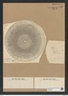 Aulacodiscus ? apedicella Rattr. (de-Toni-Nr.: Genus 182, Species 4510) Zeichnungen Sammlung Grunow Nr. 8080 (NHMW-BOT-W0377408)